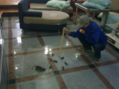 对家庭，小区四害防治处